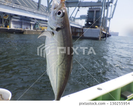 I caught a horse mackerel 130255954