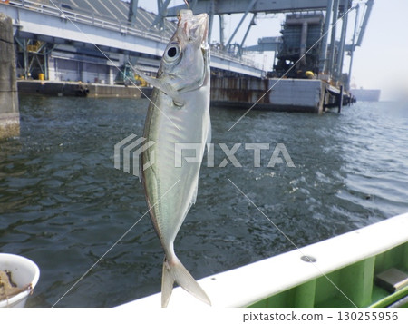 I caught a horse mackerel I caught a horse mackerel 130255956