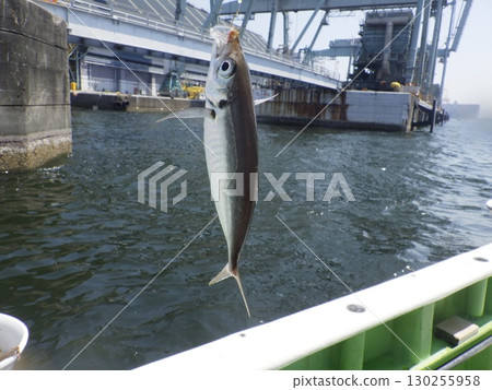 我抓到了一條竹莢魚 130255958