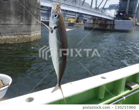 我抓到了一條竹莢魚 130255960