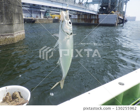 I caught a horse mackerel I caught a horse mackerel 130255962