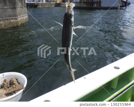 I caught a horse mackerel 130255964