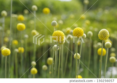 Craspedia's yellow ball-like flowers are in bloom. The scientific name is Craspedia globosa. Craspedia's yellow ball-like flowers are in bloom. The scientific name is Craspedia globosa. 130256057