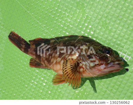 蝎子釣魚 蝎子釣魚 130256062