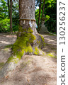 Munakata Shrine, Sacred Tree, Munakata, Yonago City, Tottori Prefecture 130256237