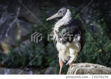 Mugiwara Pataki 130256256