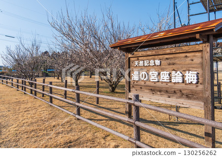 Yunomiyazaronbai Plum Grove and Information Board, a Natural Monument in Shintomi Town, Miyazaki Prefecture Yunomiyazaronbai Plum Grove and Information Board, a Natural Monument in Shintomi Town, Miyazaki Prefecture 130256262