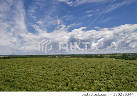Olive tree plantation in Istria, Croatia. Olive tree plantation in Istria, Croatia. 130256344
