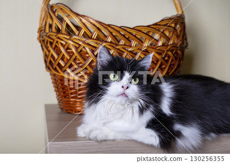 Beautiful Cat Persian breed on the background of the basket. Black and white color, green eyes. Metis. Close-up. 130256355