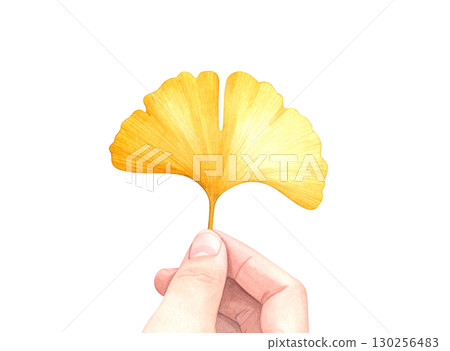 Ginkgo hand-held illustration watercolor 130256483