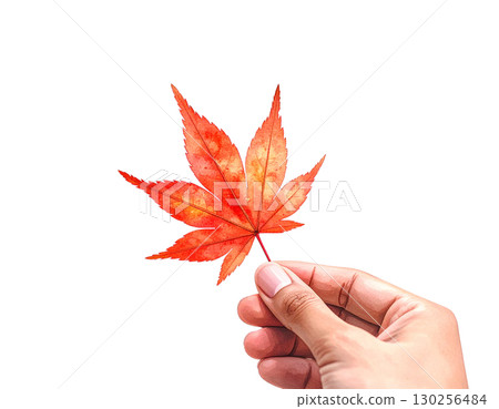Hand-held maple illustration watercolor 130256484