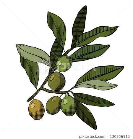 Olive Branch with Olives . Hand Drawn Olive Tree Branch composition. Vector graphic line ink colored illustration. background for banners, print for fabric, labels, t-shirt printing. Olive Branch with Olives . Hand Drawn Olive Tree Branch composition. Vector graphic line ink colored illustration. background for banners, print for fabric, labels, t-shirt printing. 130256513