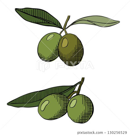 Olive branches isolated on a white background, vector graphic line ink illustration. hand-drawn line. Botanical natural elements for decoration, labels, design. Olives, leaves sketch set 130256529