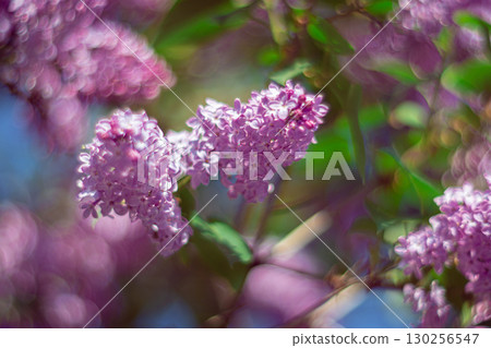 A branch of purple lilac in spring 130256547
