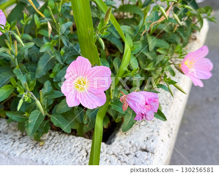 Oenothera speciosa flower, Pink Evening Primrose, Showy Evening Primrose, Mexican Evening Primrose Oenothera speciosa flower, Pink Evening Primrose, Showy Evening Primrose, Mexican Evening Primrose 130256581