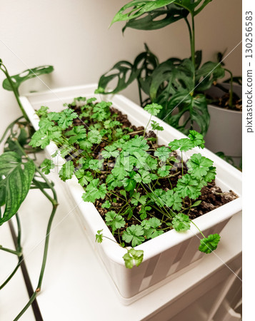 Fresh parsley growing in white container indoors. Home gardening, organic lifestyle and sustainable nutrition for healthy cooking. 130256583