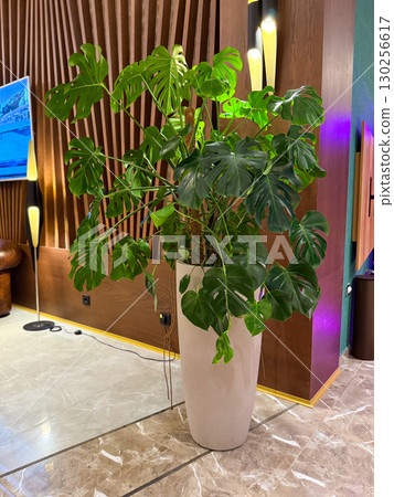 Monstera plant with large split leaves in a tall pot placed in a stylish interior with modern design. Indoor greenery, lifestyle, and ornamental vegetation symbolizing tropical beauty and 130256617