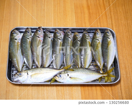 I caught a horse mackerel I caught a horse mackerel 130256680