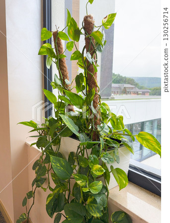 Golden pothos or Epipremnum aureum at window in home 130256714