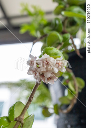 Top view of Hoya Porcelain Flower, focus selective Top view of Hoya Porcelain Flower, focus selective 130256910