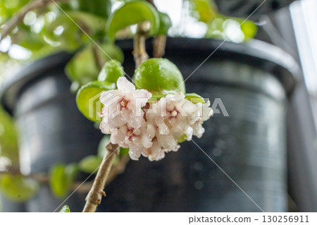 Top view of Hoya Porcelain Flower, focus selective Top view of Hoya Porcelain Flower, focus selective 130256911