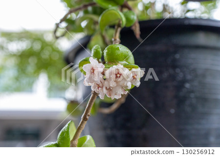 Top view of Hoya Porcelain Flower, focus selective Top view of Hoya Porcelain Flower, focus selective 130256912