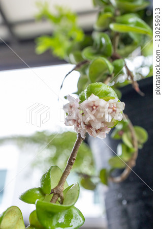 Top view of Hoya Porcelain Flower, focus selective Top view of Hoya Porcelain Flower, focus selective 130256913