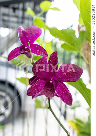 Top view of Cluster Of Deep Pink Orchid Flowers 130256914
