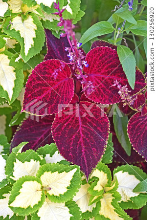 Coleus Coleus 130256920