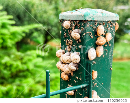 Cluster of snails with spiral shells attached to a green metal post in natural surroundings. Ecology, biology, and wildlife symbolizing adaptation, resilience, and biodiversity in environment. Cluster of snails with spiral shells attached to a green metal post in natural surroundings. Ecology, biology, and wildlife symbolizing adaptation, resilience, and biodiversity in environment. 130256923