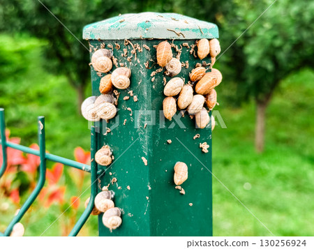 Cluster of snails with spiral shells attached to a green metal post in natural surroundings. Ecology, biology, and wildlife symbolizing adaptation, resilience, and biodiversity in environment. Cluster of snails with spiral shells attached to a green metal post in natural surroundings. Ecology, biology, and wildlife symbolizing adaptation, resilience, and biodiversity in environment. 130256924