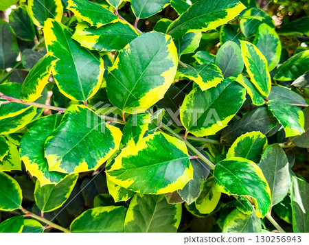 Green and yellow variegated leaves with unique natural patterns in bright sunlight. Botany, ecology, and ornamental vegetation symbolizing biodiversity, decoration, and environmental beauty. Green and yellow variegated leaves with unique natural patterns in bright sunlight. Botany, ecology, and ornamental vegetation symbolizing biodiversity, decoration, and environmental beauty. 130256943