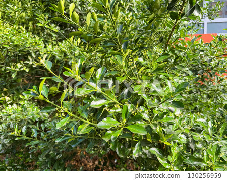 Euonymus japonicus, known as Japanese spindle or evergreen spindle, is a hardy, versatile evergreen shrub native to Japan, Korea, and China 130256959