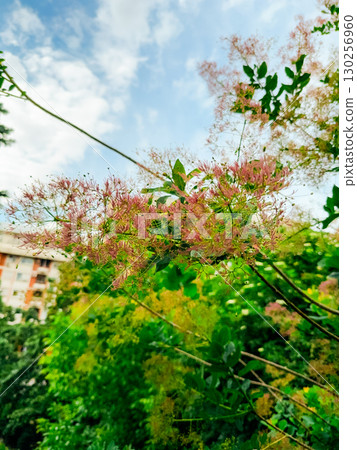 Smoke Tree or Cloud Tree Cotinus Coggygria blooms against blue sky. Cotinus coggygria, Rhus cotinus, is also known as European smoke tree, Eurasian smoke tree 130256960