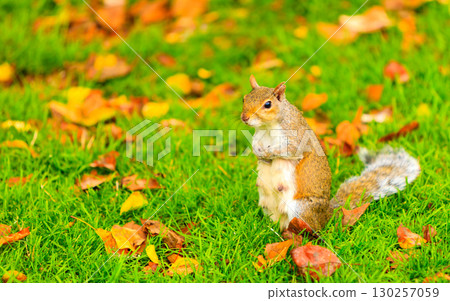 grey squirrel in autumn park grey squirrel in autumn park 130257059