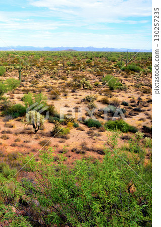 Landscape Sunny Day Sonoran Desert Arizona Landscape Sunny Day Sonoran Desert Arizona 130257235