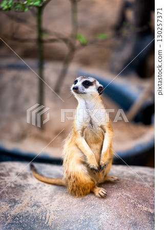 Curious Meerkat Standing Upright on Rock in Natural Habitat Curious Meerkat Standing Upright on Rock in Natural Habitat 130257371