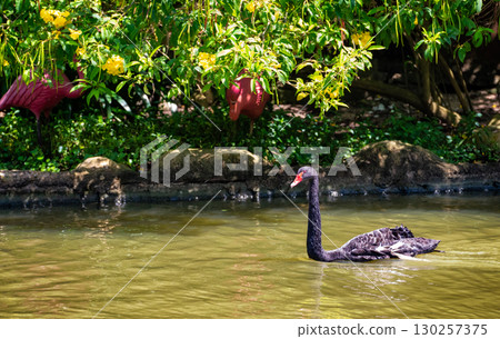 Black Swan Swimming Gracefully in Pond Under Green Foliage Black Swan Swimming Gracefully in Pond Under Green Foliage 130257375