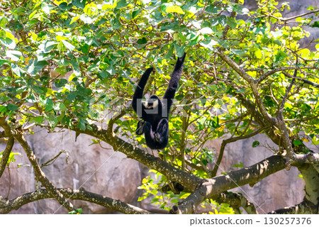 Northern White-cheeked Gibbon Hanging on Tree Branch in Forest 130257376