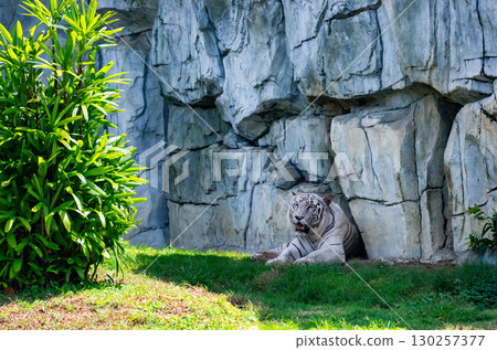 Majestic White Tiger Resting in Shade near Rock Cave 130257377