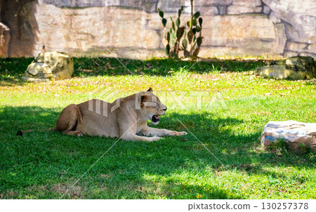 Lioness Resting on Green Grass in Sunlit Habitat 130257378