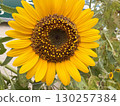 Sunflowers in full bloom 130257384