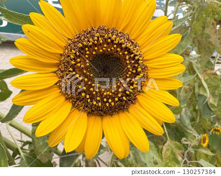 Sunflowers in full bloom 130257384