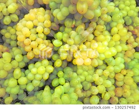grapes ripe juicy fruit vitamin yellow 130257492
