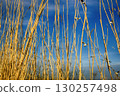 Black-headed gulls fly behind wall of yellow reed 130257498