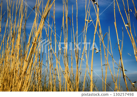 Black-headed gulls fly behind wall of yellow reed Black-headed gulls fly behind wall of yellow reed 130257498