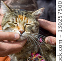 Pet cat for walk in wild. 130257500