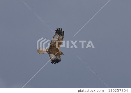 Marsh Harrier in flight Marsh Harrier in flight 130257804