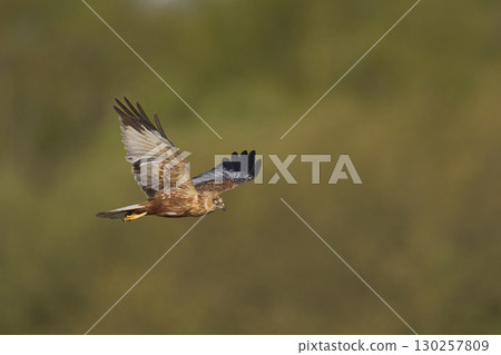 Marsh Harrier in flight 130257809
