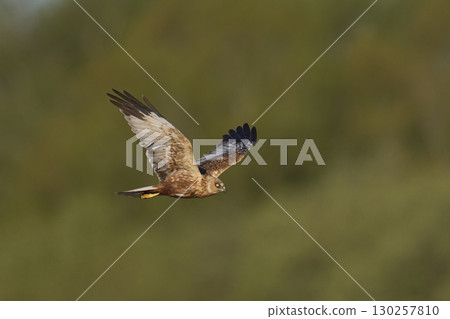 Marsh Harrier in flight Marsh Harrier in flight 130257810